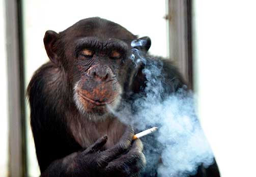 Шимпанзе-курець Чарлі помер у глибокій старості