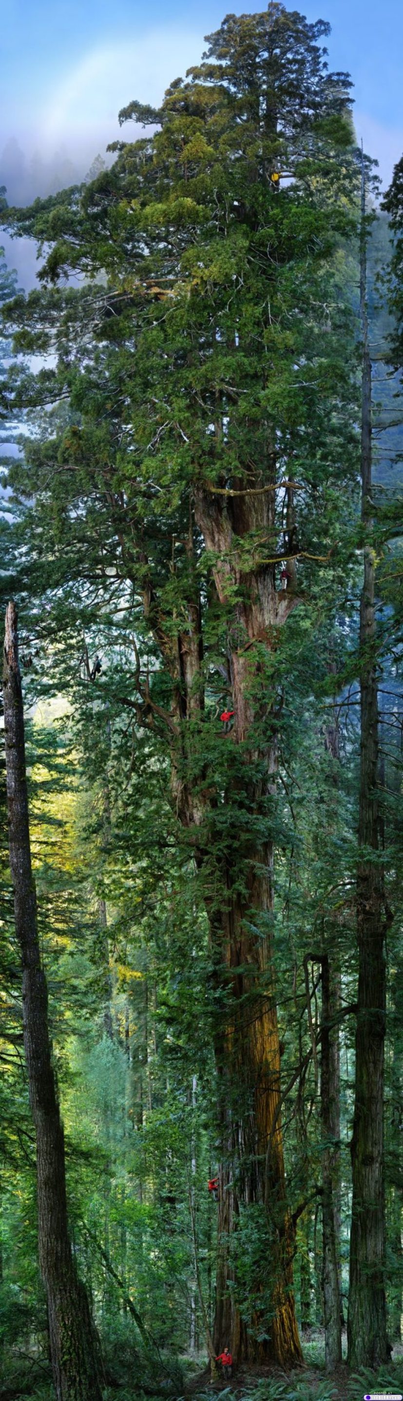 Найбільше в світі дерево