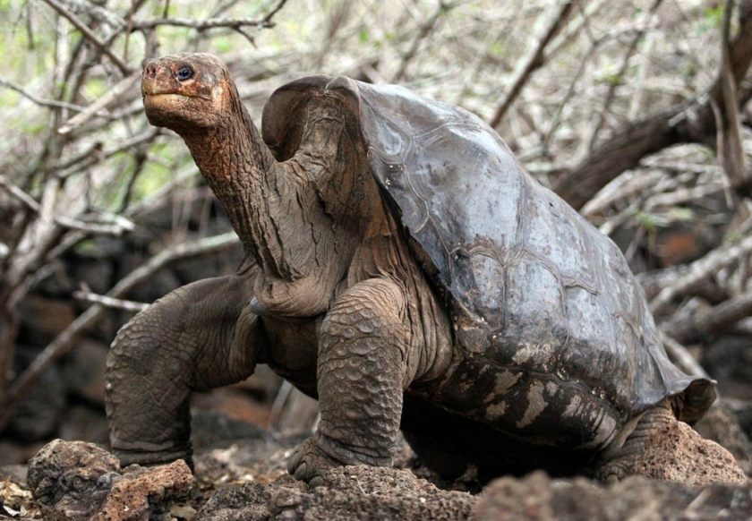 Померла остання в світі слонова черепаха