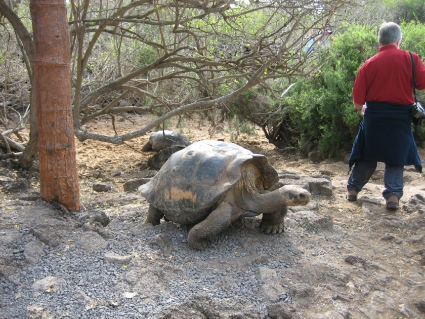 Померла остання в світі слонова черепаха
