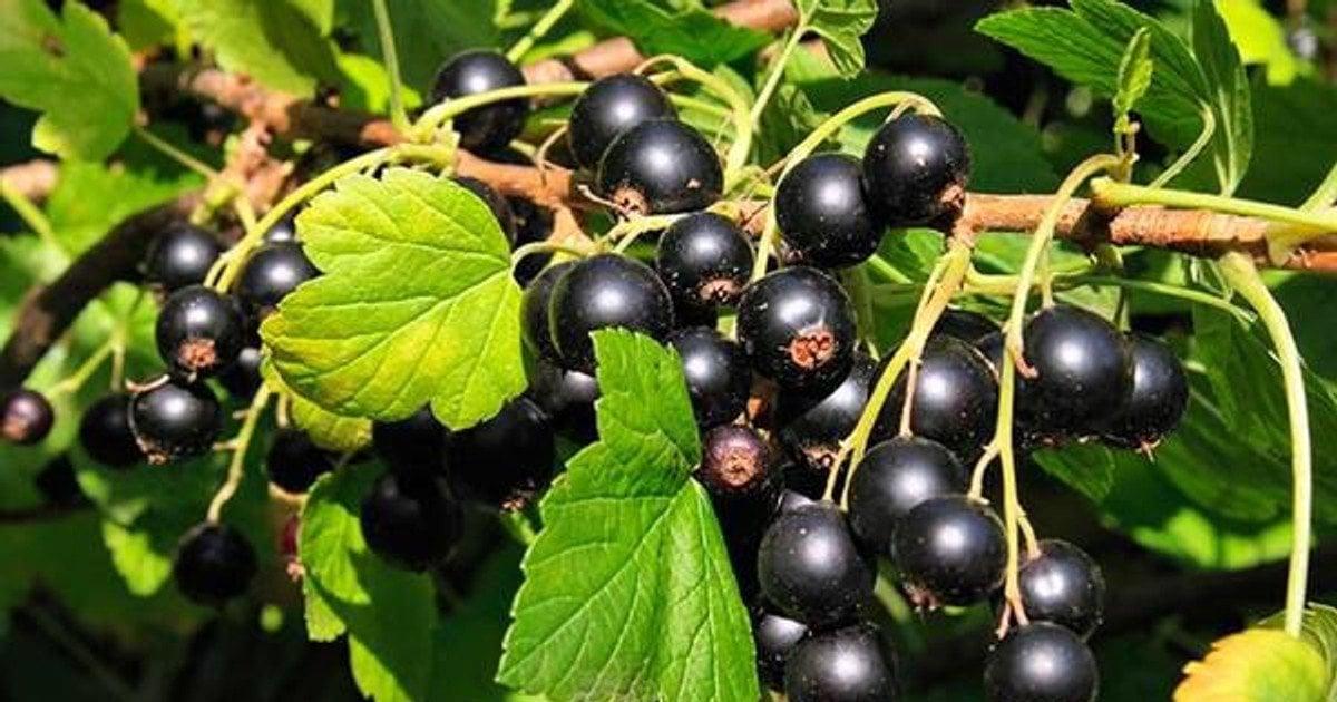 Чорна смородина: корисна ягода з великим потенціалом