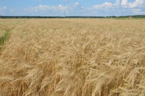 На Прикарпатті керівниця фермерського господарства самовільно зайняла понад шість гектарів землі громади