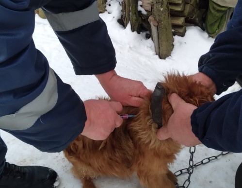 На Івано-Франківщині за тиждень провакцинували від сказу ще понад три тисячі тварин
