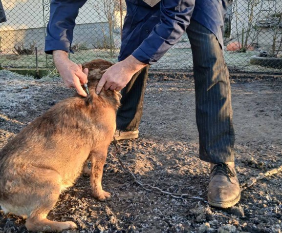 На Прикарпатті продовжують профілактику сказу: за тиждень провакцинували понад п'ять тисяч тварин