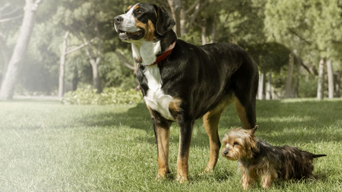 Purina ONE для собак: 5 переваг формули, про які варто знати