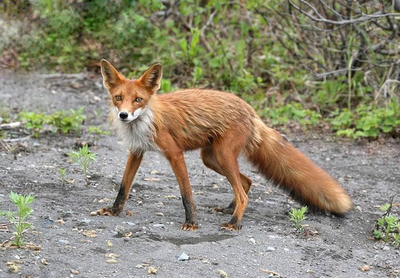 Через загрозу інфекцій: на Прикарпатті відстрілюватимуть диких свиней та червоних лисиць