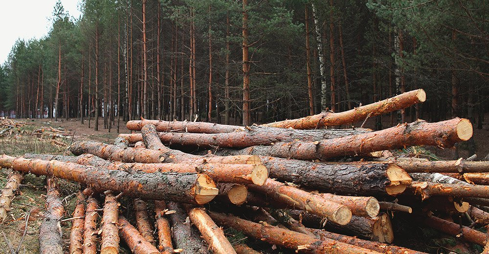 На Івано-Франківщині лісника засудили за незаконну вирубку дерев на понад 108 тисяч гривень