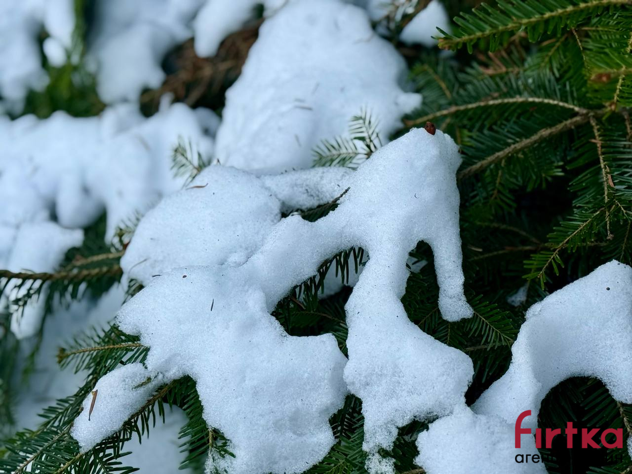 Сніг, ожеледиця та туман: якою буде погода на Івано-Франківщині 23 січня