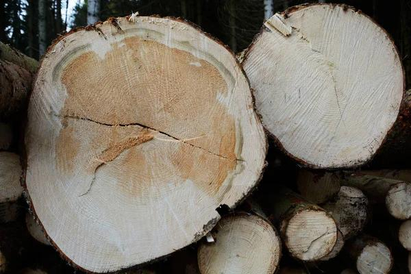 Апеляційний суд на Прикарпатті змінив вирок у справі про незаконну вирубку лісу на 138 тисяч гривень