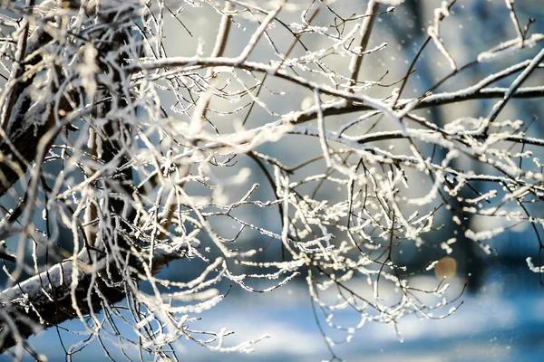 На Прикарпатті очікують різке похолодання: прогнозують морози до –25°