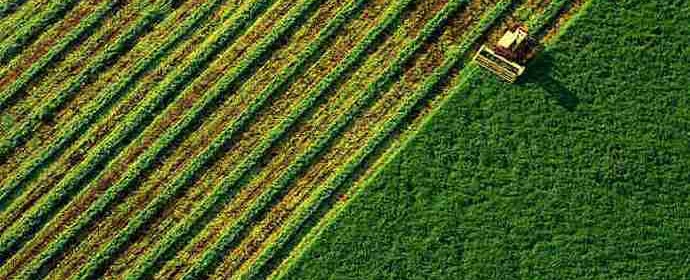 Ринок землі в Україні зазнав суттєвих змін: на Івано-Франківщині немає великих корпоративних землевласників