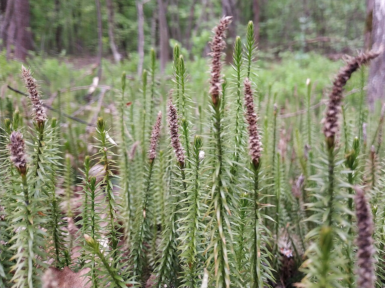 На Прикарпатті створили охоронну зону для збереження рідкісного виду рослин