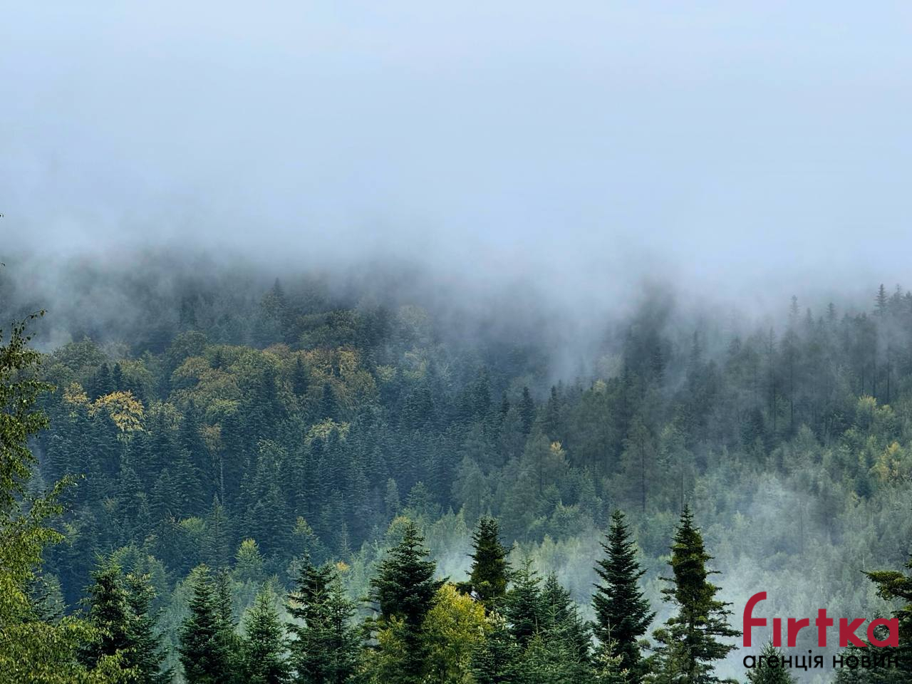 Прикарпатець, який зрубав три ялини у лісі, отримав один рік пробації
