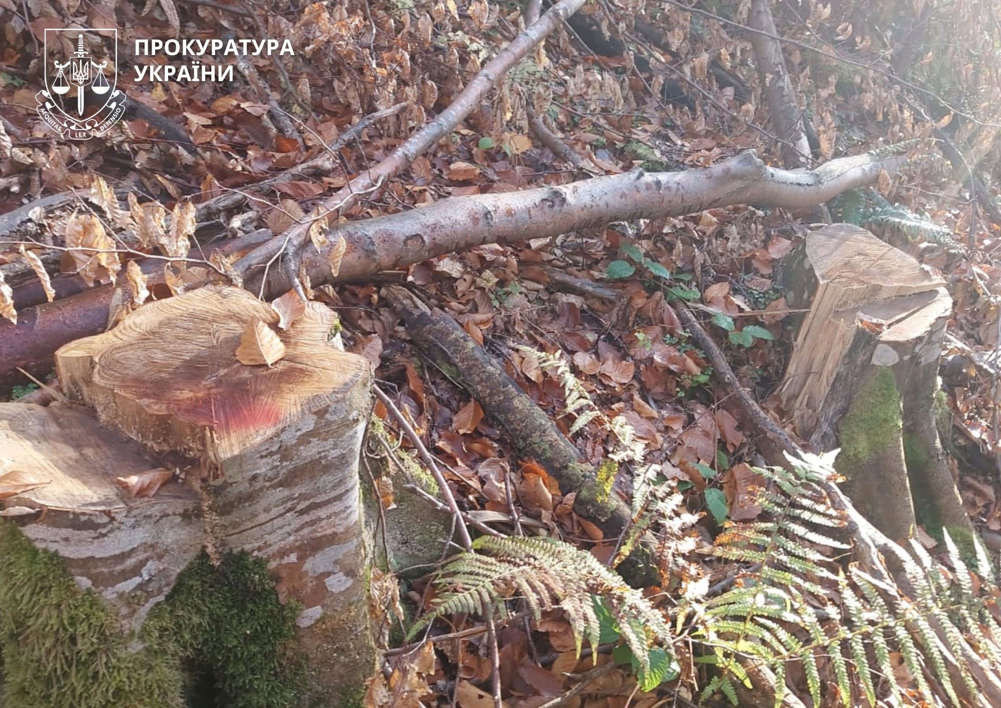 Незаконні рубки в Космацькому лісництві: суд зобов’язав відшкодувати понад 83 мільйони гривень збитків
