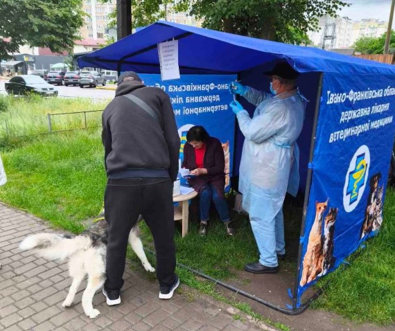 В Івано-Франківську безплатно вакцинують собак і котів проти сказу (ГРАФІК)