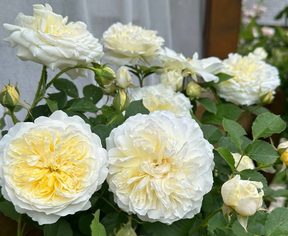 Мінлива хмарність та слабкий туман: якою буде погода на Івано-Франківщині 22 липня