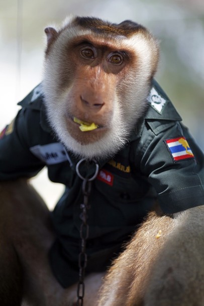 Santisuk, a five-year-old pig-tailed macaque monkey, wears a police shirt as he rides atop a patrolling vehicle in Saiburi district in Yala province