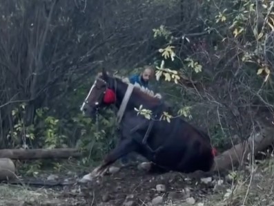 Примушували підводитися та тягти колоди: UAnimals заявила про жорстоке поводження з конем на Івано-Франківщині