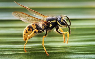 Що робити при укусі бджоли або оси, укус комах