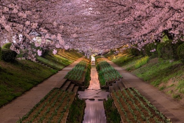 В Японії цвіте Сакура, фотограф Agustin Rafael Reyes