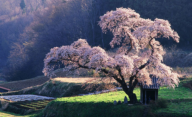 Як в Японії цвіте сакура