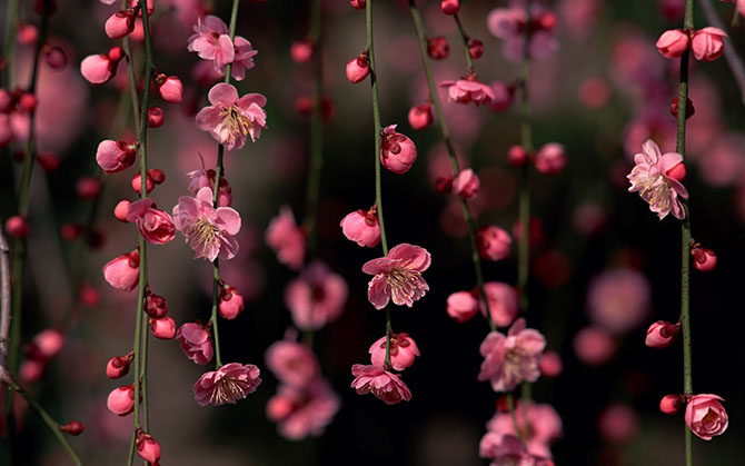 Як в Японії цвіте сакура