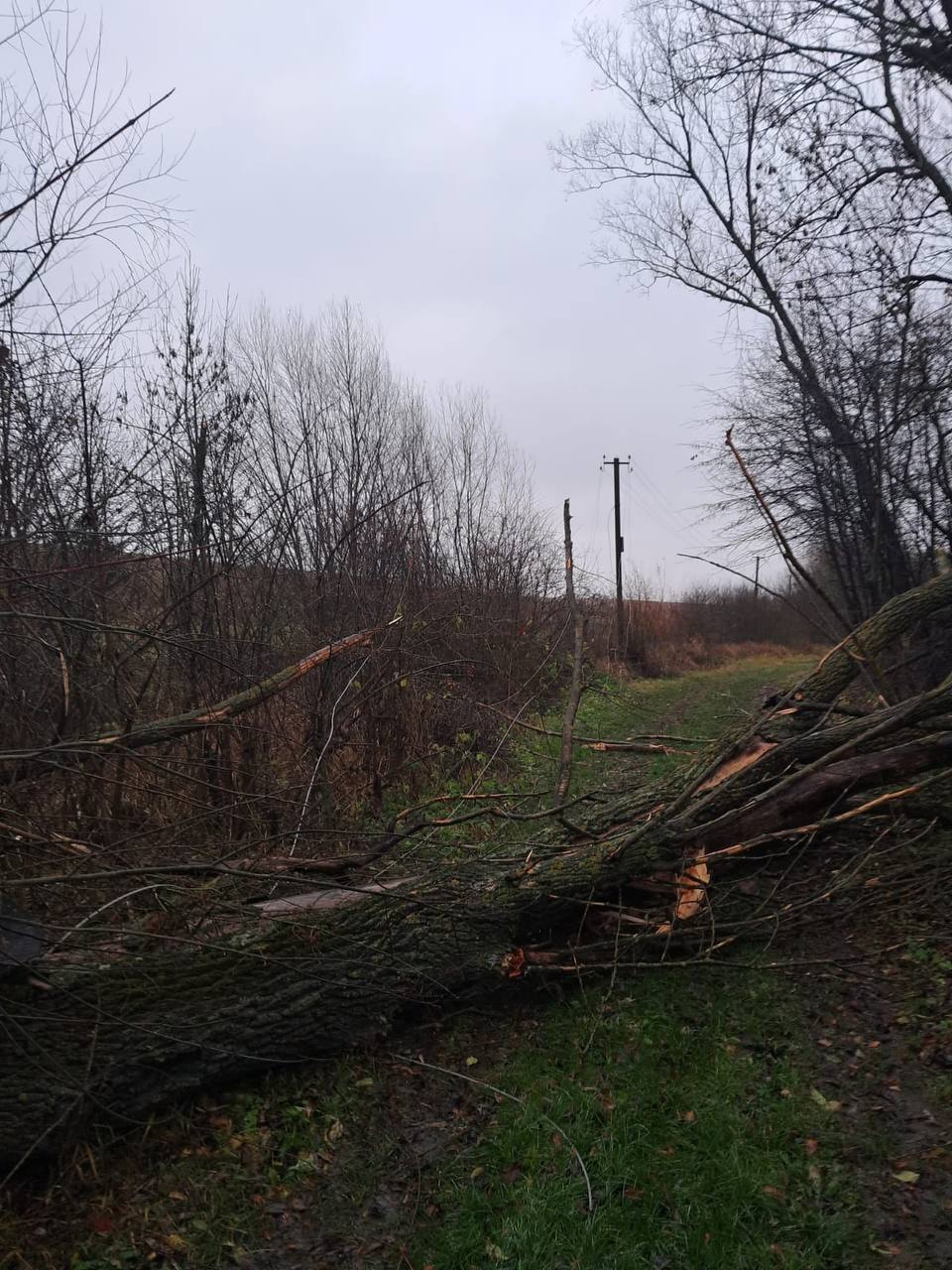На Івано-Франківщині через пориви вітру знеструмлено п'ять населених пунктів (ФОТО)