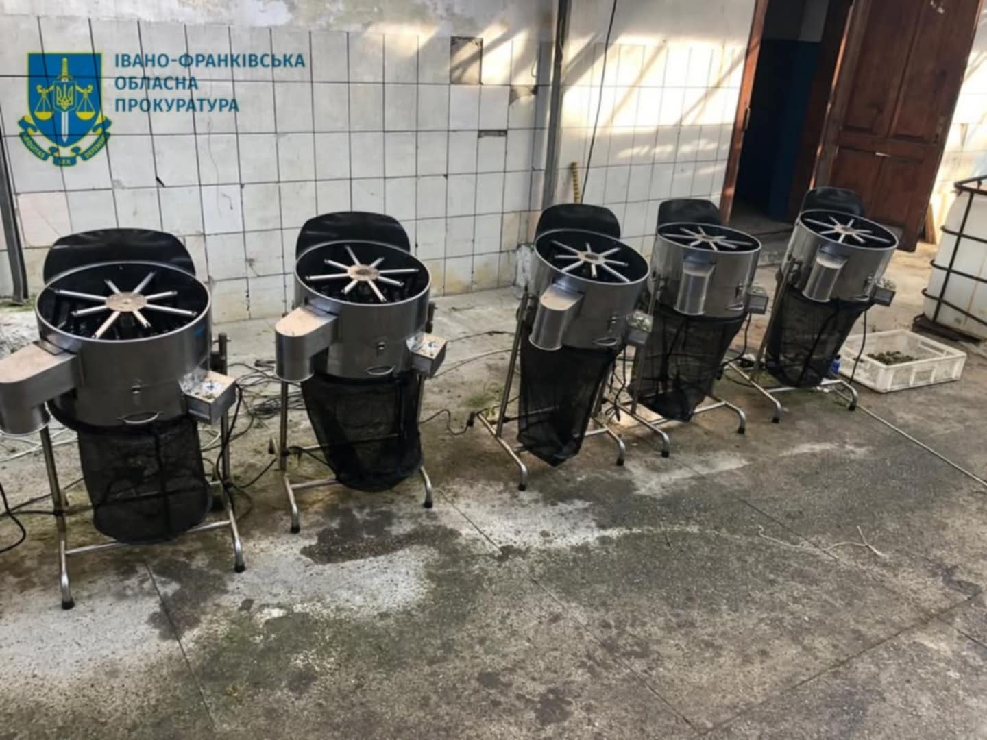 Облаштували масштабну наркоплантацію та готували для збуту канабіс. На Івано-Франківщині засудили учасників злочинної групи (ФОТО)