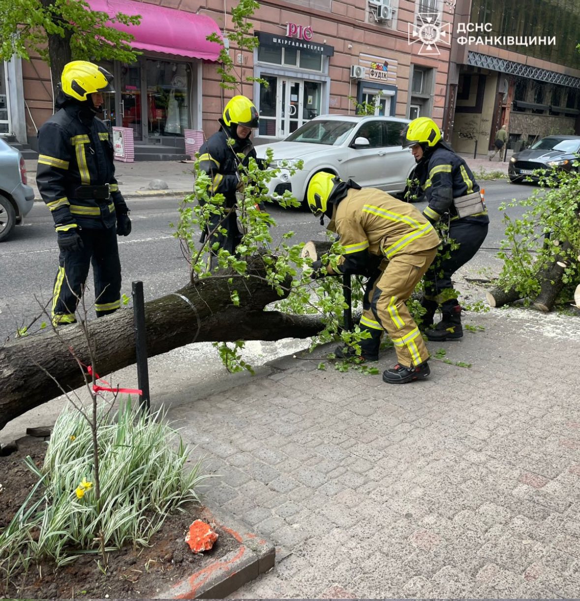 На Івано-Франківщині внаслідок негоди фіксують падіння дерев на дороги (ФОТО)
