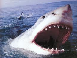 Як акула нападала на туристку в Єгипті
