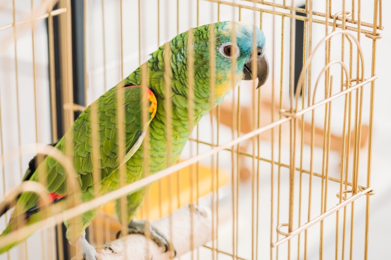 Папуга - вимогливий птах
