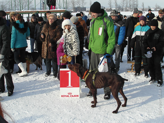 В Івано-Франківську відбулися зимові змагання собак в упряжках
