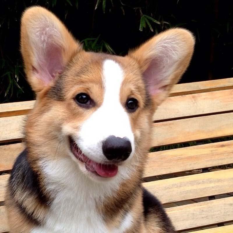 vesyolayasobaka 8 Самая эмоциональная собака на Instagram