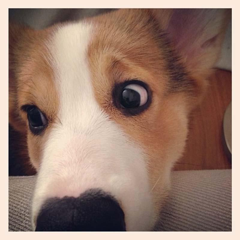 vesyolayasobaka 5 Самая эмоциональная собака на Instagram
