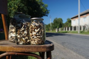 Гриби сидять на стільці, чекають покупців у с.Противень