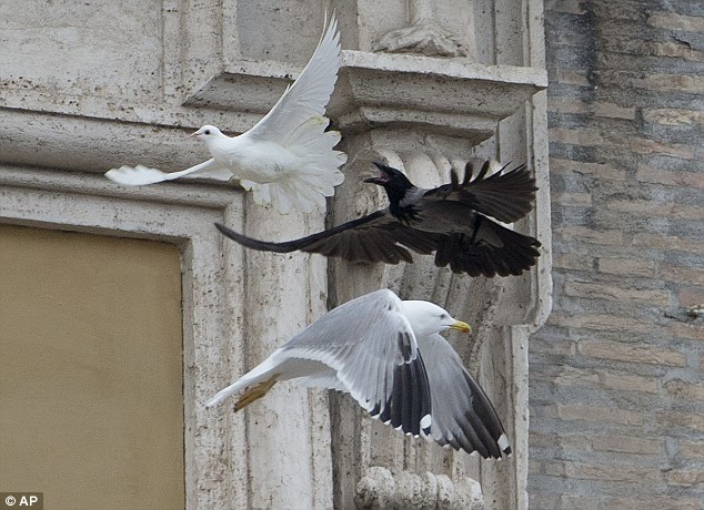 Watch out: A dove which was freed by children flanked by Pope Francis is chased by a black crow