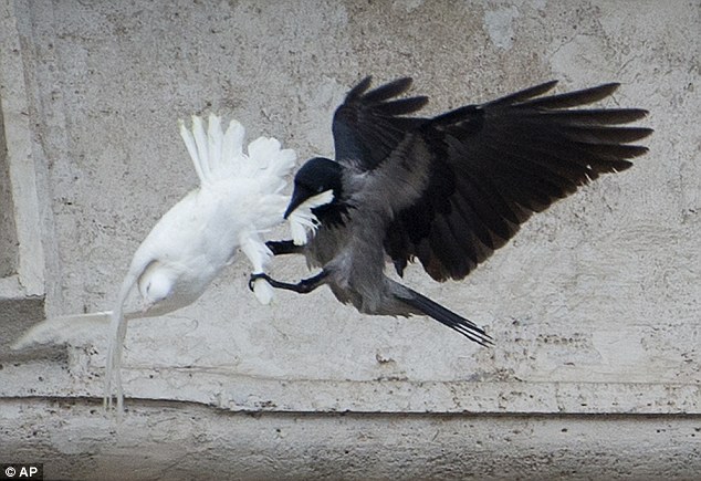 Crow fought the wings of a dove: While speaking at the window beforehand, Francis had appealed for peace in Ukraine, where anti-government protesters have died