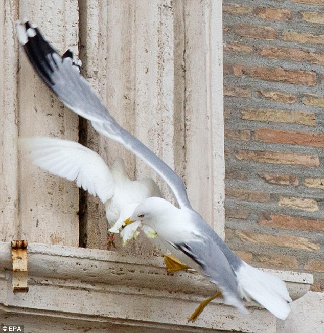 Windowsill: A seagull attacks a dove released by a child from the papal window during Francis's prayer
