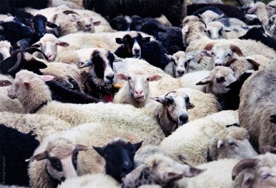 news-image: Прикарпатські вівчарі вийшли на полонини 