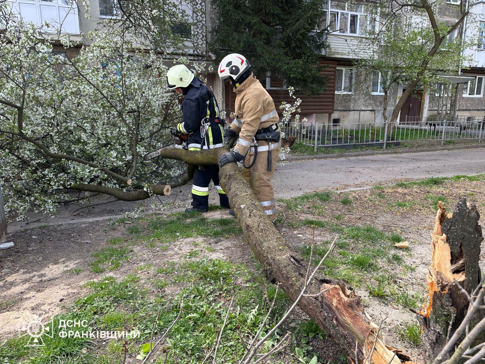 фото поваленого дерева