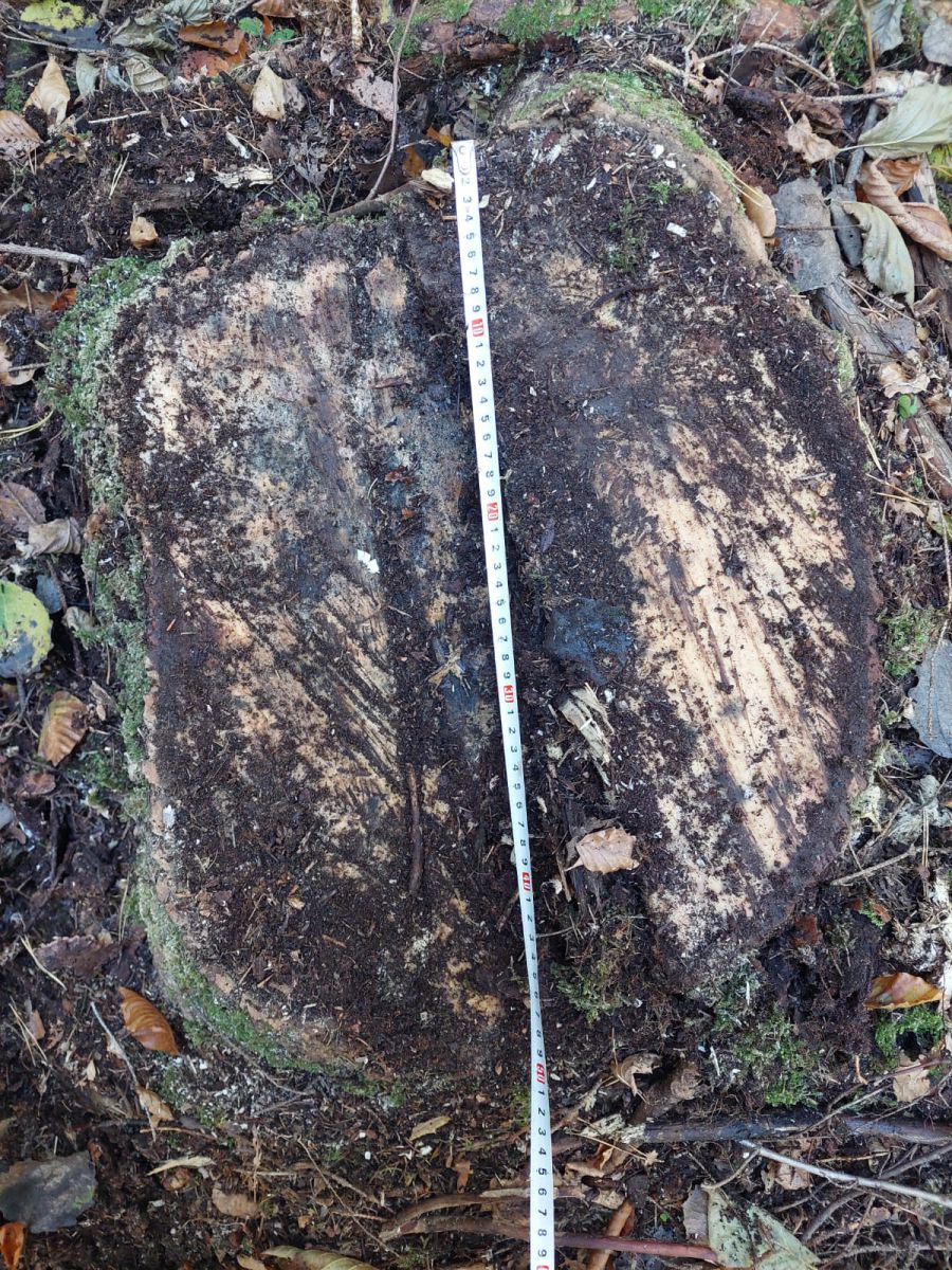 Космацьке лісництво Філії "Кутське лісове господарство": зафіксована шкода природі на мільйони 