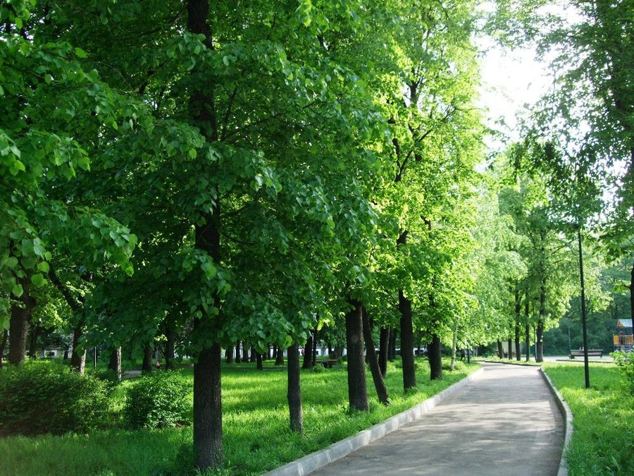 Зеленая зона. Миусский сквер. Зеленый сквер. Зеленые зоны в городе.