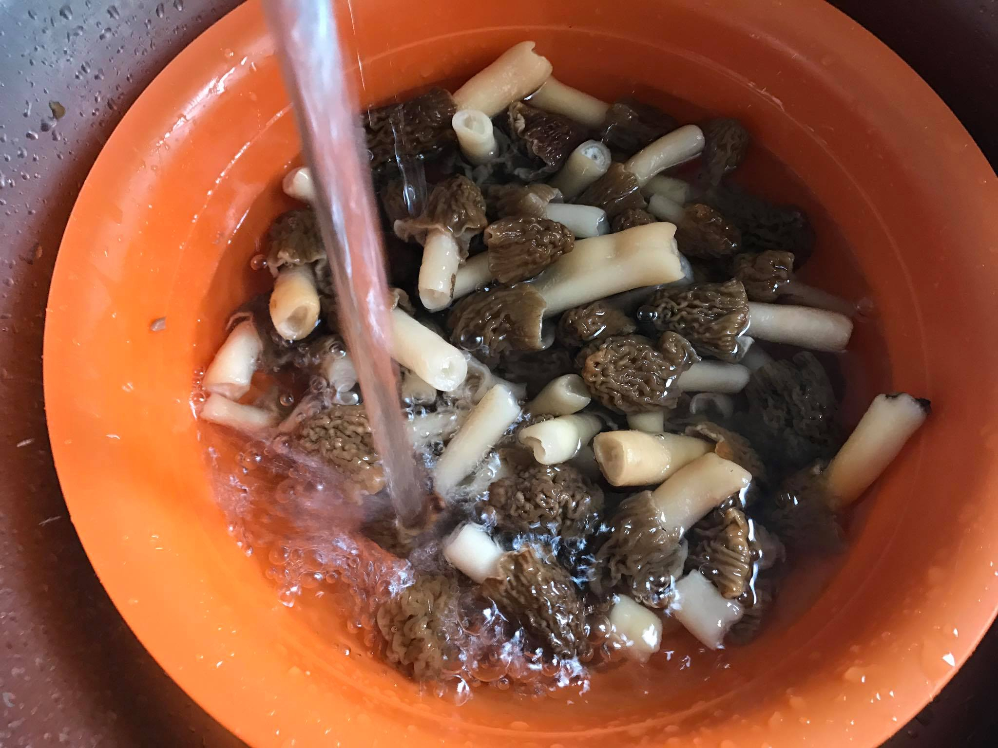 Грибы залить водой. Суп со сморчками. Как правильно чистить грибы сморчки. Сморчки в сковородке грязной. Как варить Сморчков.